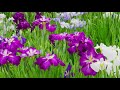 TOKYO. Iris of Horikiri Shobuen.#4K #堀切菖蒲園