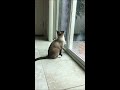 Cat Catching Fly