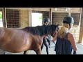 Wild Mustangs off to the Round Pen