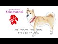 柴犬小春　中国語sub【本能に乾杯】ドッグフードを満足行くまで与えた時、愛犬の行動は！？