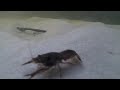 Crayfish Found Migrating In  Florida Creek