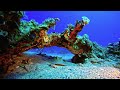 OCEAN ANIMAL ADVENTURES 60FPS 8K ULTRA HD