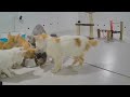 Funniest Dogs and Cats 😘😹 Best Funniest Catss Video 2024 🐕🐕