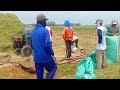 THE RICE HARVEST IN THE RICE VILLAGE WAS ALL COLLAPSE