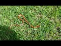 Red rat snake