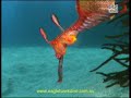 Diving with Weedy Sea Dragons, Tasmania, Australia