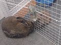 Copper (Lil' Ting) grooming my senior Flemish giant Jack