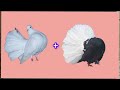 faintale pigeons cross breed result | Pigeon breeding cross result