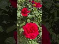 Vườn hoa Hồng nở đẹp rực rỡ #rose #cuocsongnhatban #rosegarden #xuhuong #japan #shorts