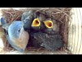 A Fascinating Look at Baby Bluebirds: Time-Lapse Video with Live Nest Box Cam