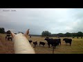 cows2