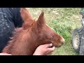 Baby Horse RUNS! + A Visit With Our Homesteads Horse Herd