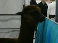 2009-10-26-04NorthernIlAlpacaExtravaganza.wmv