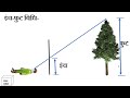 इंच फुट विधि /Inch -foot method / किसी पेड़ की ऊंचाई का अनुमान लगाना/ To estimate the height of a 🌲