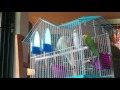 11 minutes of budgies