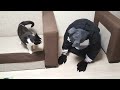 Cat Pranked By Big Cat Mask