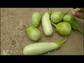 Organic brinjal harvest