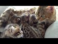 Mother cat having a Conversation with her Kittens