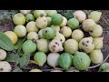 Harvesting Native Guava