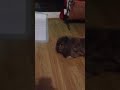 Funny rabbit attacks dog