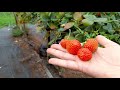 Strawberry farm in shade a Nature Walk