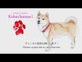 柴犬小春　【断固拒否】早食い防止皿に鉄の意志で立ち向かう柴犬