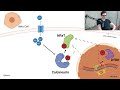 Cures for Regenerating the Pancreas in Diabetics [Study 69 - Detailed Analysis]