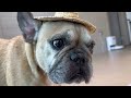 French Bulldog NOT HAPPY With Owner's Terrible Service