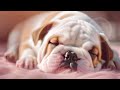 【ブルドッグの子犬と夜のリラックスタイム】Nighttime Relaxation with a Bulldog Puppy @sleepingdogs2123