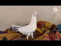 americanfaintel,Dennis,modehead with gorgeous look fancy pigeon (like , subscribe ,share plz)