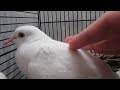 White Doves Have a New Baby Part 2