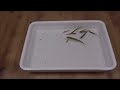 この皿から脱走したゴキブリは自動的に死にます