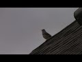 Mocking Bird Calling from the Rooftop