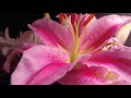 Lilies in Bloom - A Timelapse (4k)