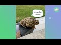 Girl Brings Home A Thirsty Toad. Now They Watch Shows Together | Cuddle Buddies