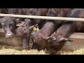 Buffalo Dairy Farm In Canada / Dairy Business / water Buffalo Farm