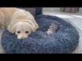 Golden Retriever Shocked by a Kitten occupying his bed!