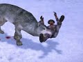 Matando a un wuild boar y a un lobo en Carnivores_IA