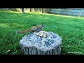 TV for Cats! Squirrels, Birds, and Rabbits | Video 8