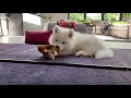 A Day In The Life of a Samoyed Puppy