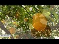 Growing Meyer Lemons in Containers | How to Grow a Lemon Tree