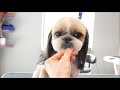 Shih Tzu Head Grooming - PetGroooming