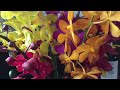 Flowers #flowers #video #youtube #subscribe