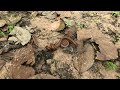 Walking inside mountain to Millipede | Hunting lots big millipedes #insects #animal #pets