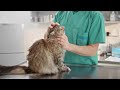 Warning Signs Your Cat is Sick And Needs Help!