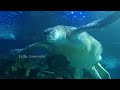 Shanghai Ocean Aquarium | ചൈനയിലെ ഒരു വമ്പൻ അക്വേറിയം