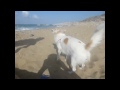 LIDA - SLOW MOTION DOG