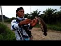 Casting ikan gabus saat banjir di lahan sawit