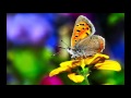 Butterfly live by bassnectar feat mimi page