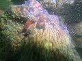 Giant Pacific Octopus resting